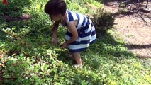FEED BABY ALIVE STRAWBERRIES! Baby Alive Loves To Eat Strawberries In The Strawberry Patch