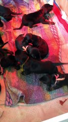 La Poudre Noire - Avril 2016 - BB Grey-Elko 17 J