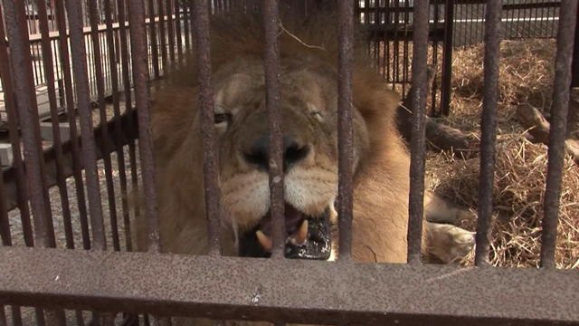 Trente-trois lions prennent l'avion pour l'Afrique du Sud - Le 30/04/2016 à 13h53