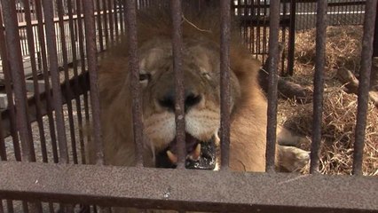 Trente-trois lions prennent l'avion pour l'Afrique du Sud - Le 30/04/2016 à 13h53