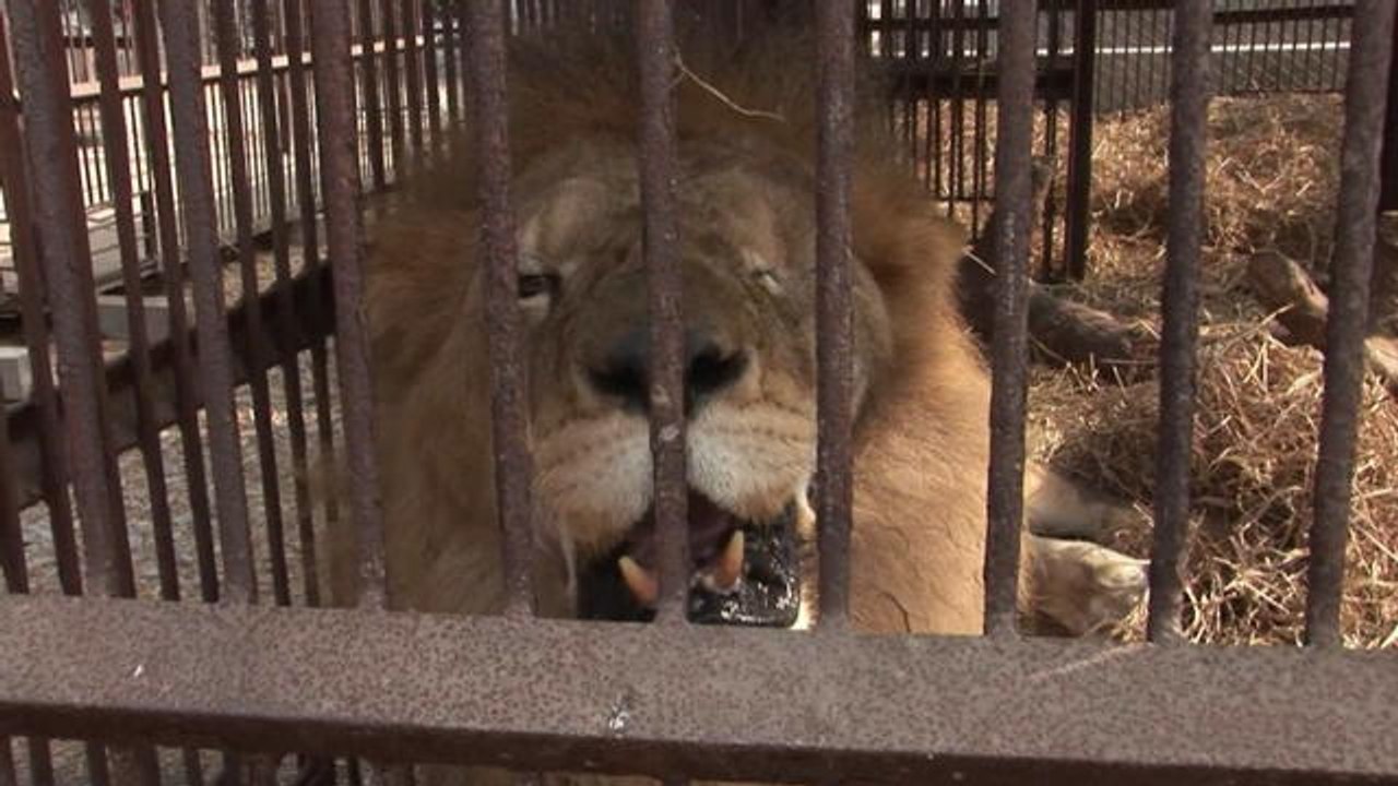 Trente-trois lions prennent l'avion pour l'Afrique du Sud - Le 30/04/2016 à 13h53