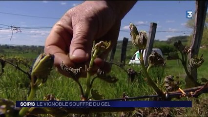 Les vignobles souffrent du gel de printemps