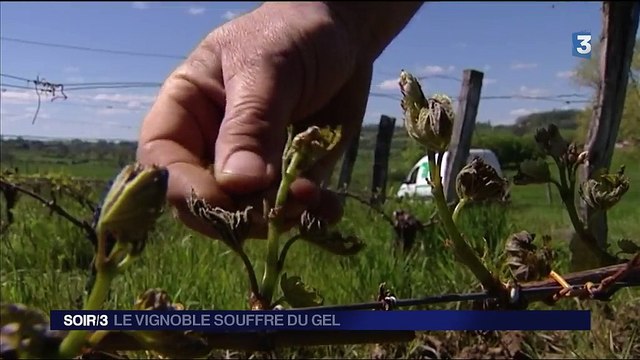 Les vignobles souffrent du gel de printemps