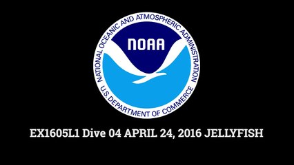 Une méduse aussi mystérieuse qu'intrigante