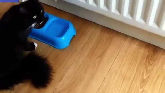 Un chat attaque le facteur lorsqu'il dépose le courrier dans la boite aux lettres