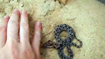 Hognose Snake Defense Funny | Clever Snake Tact