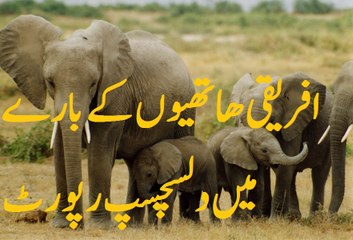 infanted elephants in AFRICA