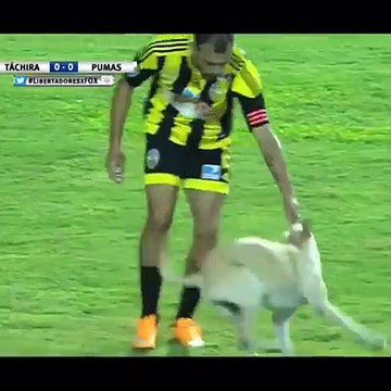 Funny Football moments Pitch Invader video on dailymotion