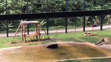 This bear, freed from years of torture on a bile farm, splashes around his pool with rapturous joy.