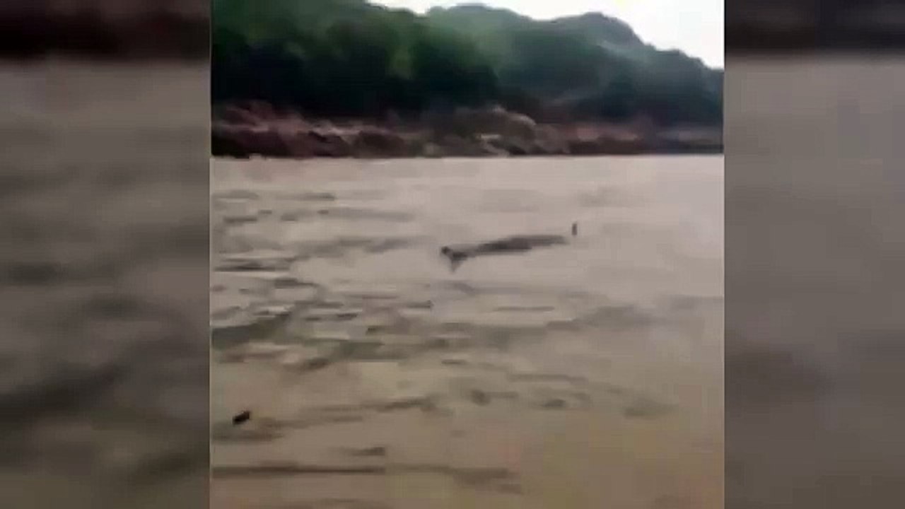 China Monster Fish