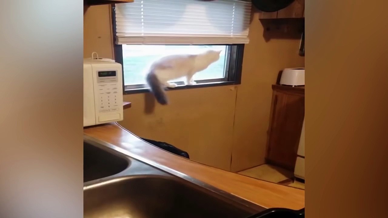 Scared Cat