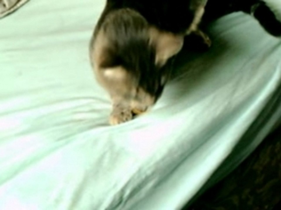 trip du chat