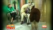 Channel Nine - Today Show - 30th Anniversary Celebrations: 'Animal Attacks' (19/9/2012)