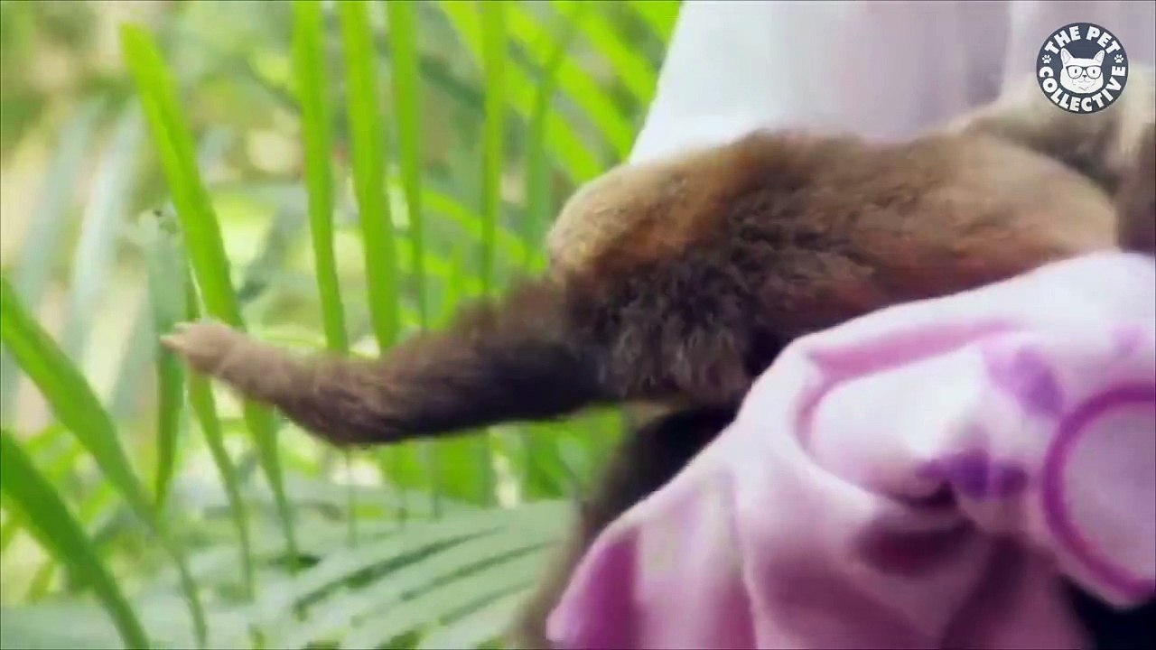 Sloths are the best