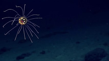Une nouvelle espèce de méduses qui ressemblent a des ovnis !