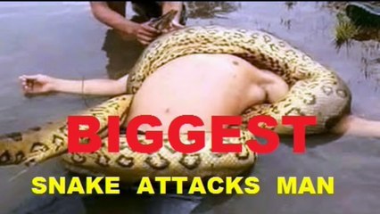 Most Amazing Wild Animal Attacks ➤ Giant Anaconda attacks Human Real [HD, 720p]