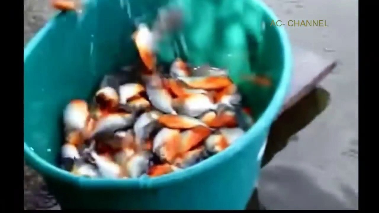 Animal Attacks ➤ Piranha Fish Attack Human ➤ Piranha Attacks Video