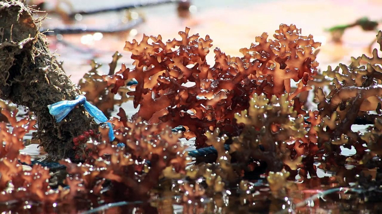 Seaweed farmers in hot water as Zanzibar struggles