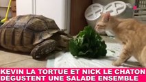 Kevin la tortue et Nick le chaton dégustent une salade ensemble ! Maintenant dans la Minute Chat #205