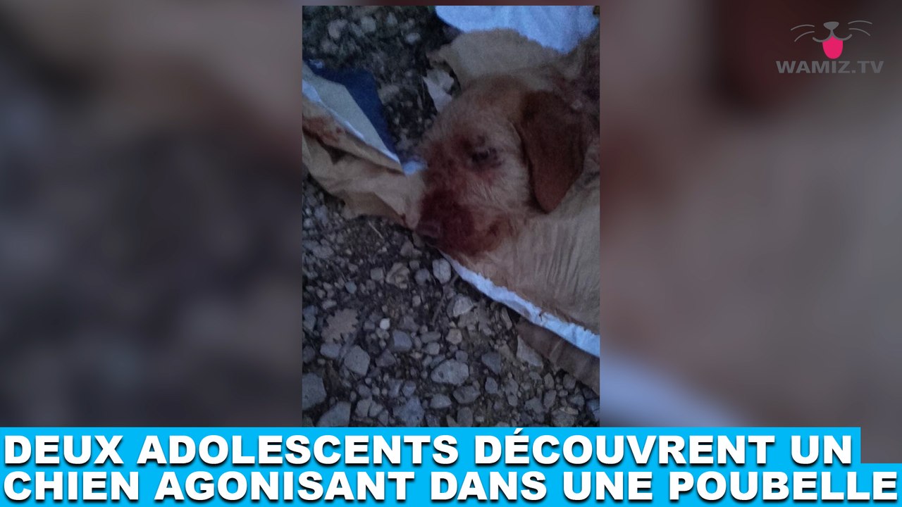Deux adolescents découvrent un chien agonisant dans une poubelle ! Tout de suite dans la Minute Chien #205