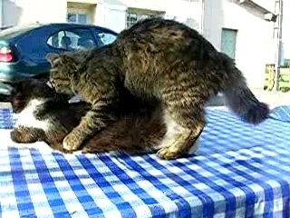Chats HOMO