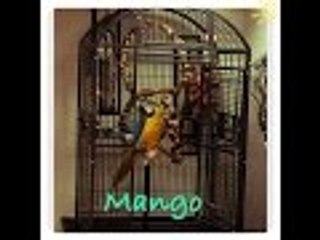 Guacamayo haciendo malabares