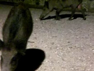 les sangliers a coter  de cher moi