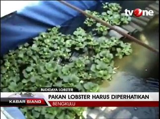 Budidaya Lobster, Usaha Rumahan yang Murah dan Ekonomis