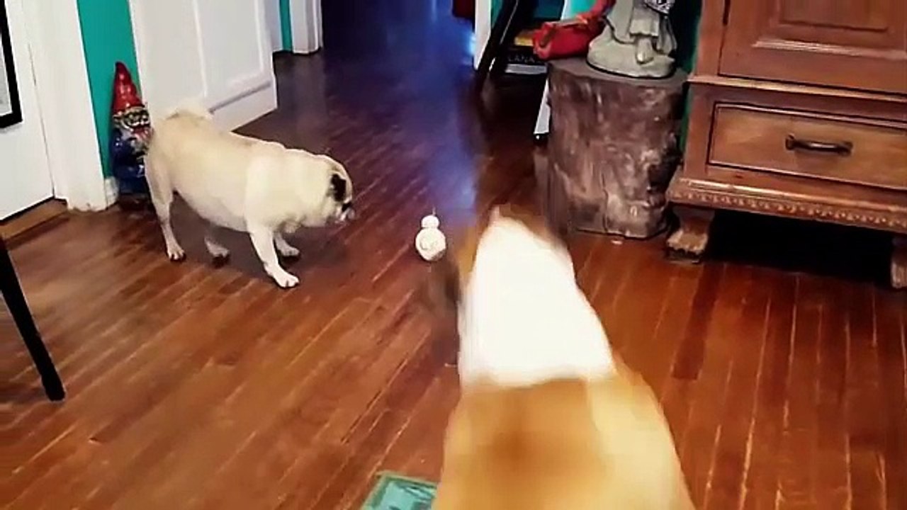 Dogs vs BB-8