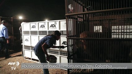 33 rescued lions flown from Peru to S. Africa
