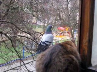 Голубь и Кошка