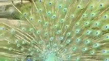 Amazing Bird In World-Peacock expanding its wings-Funny Videos-Whatsapp Videos-Prank Videos-Funny Vines-Viral Video-Funny Fails-Funny Compilations-Just For Laughs