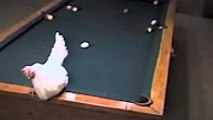 Come Play 8 ball Poo; With Hen-Amazing Expert Hen--Funny Videos-Whatsapp Videos-Prank Videos-Funny Vines-Viral Video-Funny Fails-Funny Compilations-Just For Laughs