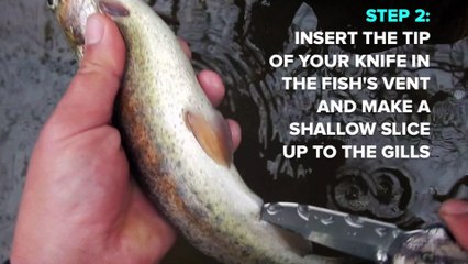 Sportsman's Notebook: How to Gut a Trout