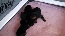 Rottweiler puppies are 17 days old now