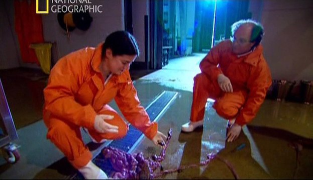 Жираф - Анатомия крупнейших животных / Animal Autopsy / Inside Nature's Giants