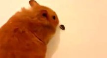 Artist Rabbit Making Heart -Funny Videos-Whatsapp Videos-Prank Videos-Funny Vines-Viral Video-Funny 