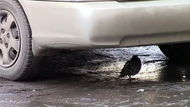 Голубь победил кошку