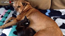 Funny Cats And Dogs Sleeping Together   A Cute Animals Videos Compilation 2015