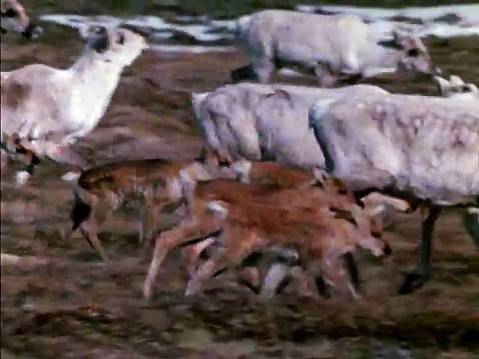 Le caribou des toundras