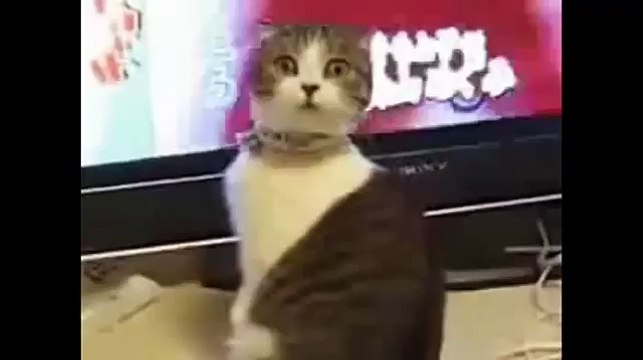 Самые смешные коты Приколы с котами Funny cats