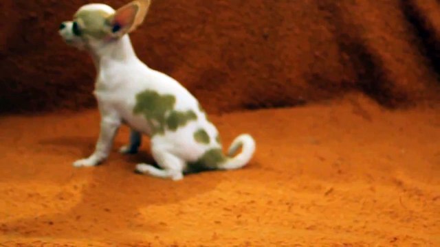 Продажа щеночков китайских хохлатых и чихуахуа