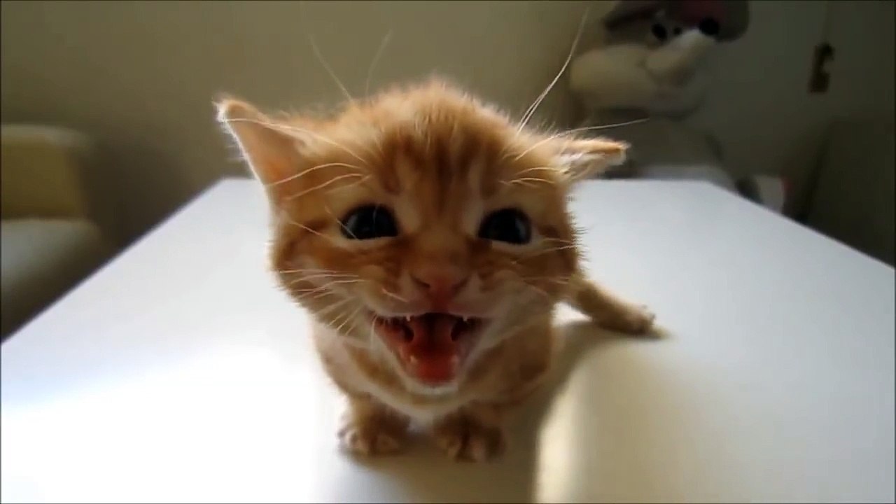 yavru kedi sesi miyav miau - chat cat