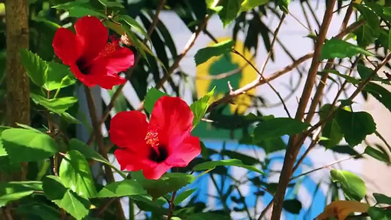 Bandos Island Resort
