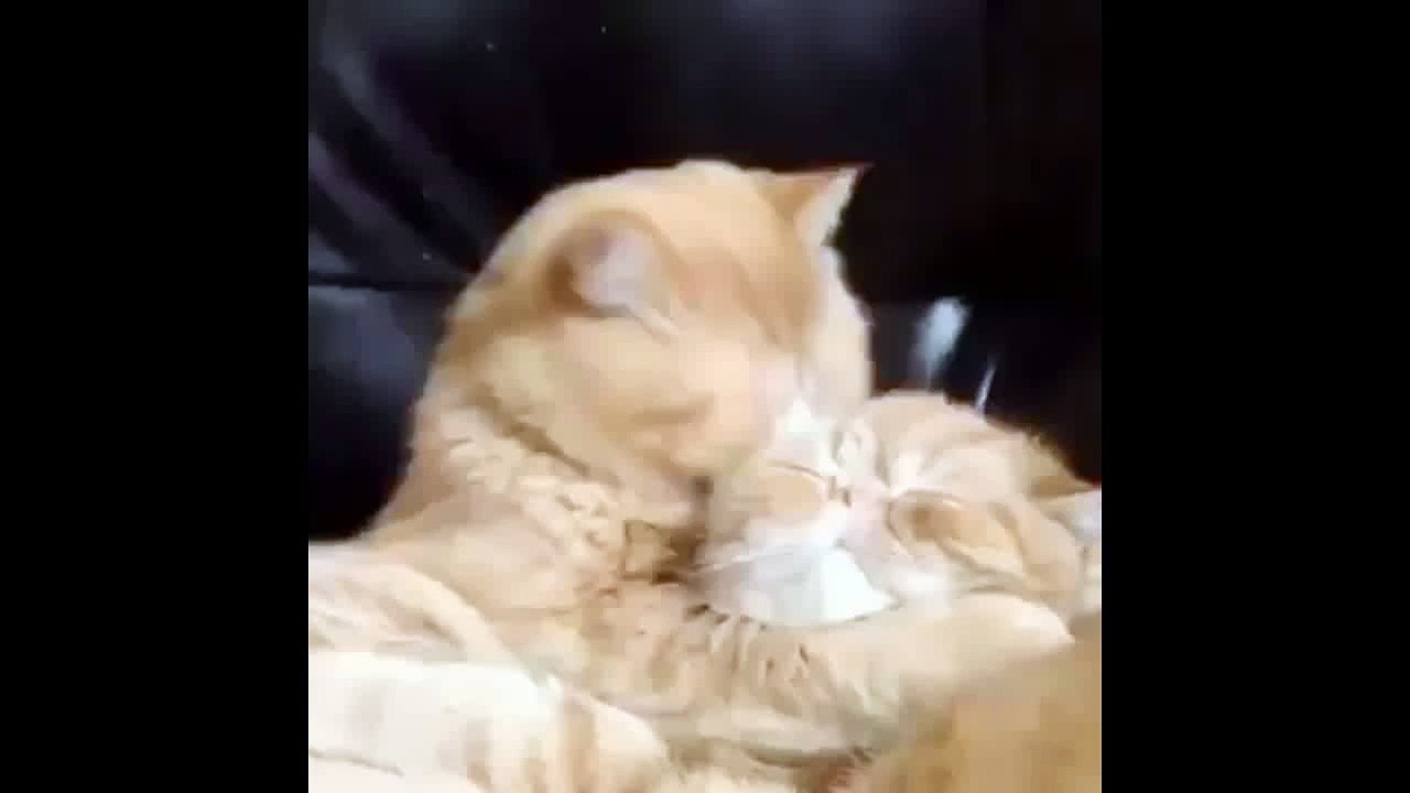 Hunharca Öpen Kedi - chat
