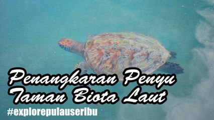 [Explore Pulau Seribu] Taman Biota Laut Pulau Harapan