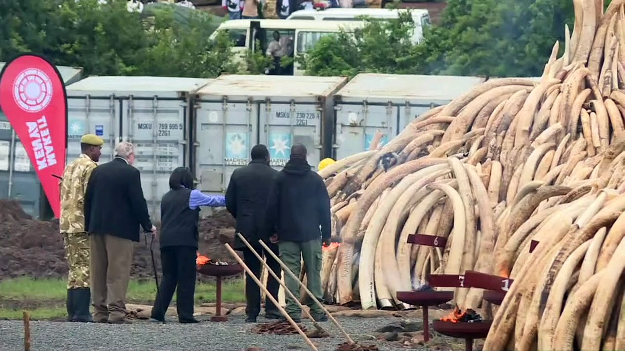105 Tonnen Stoßzähne gehen in Flammen auf