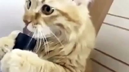 Elektrikli süpürgeyi yalayan kedi - chat