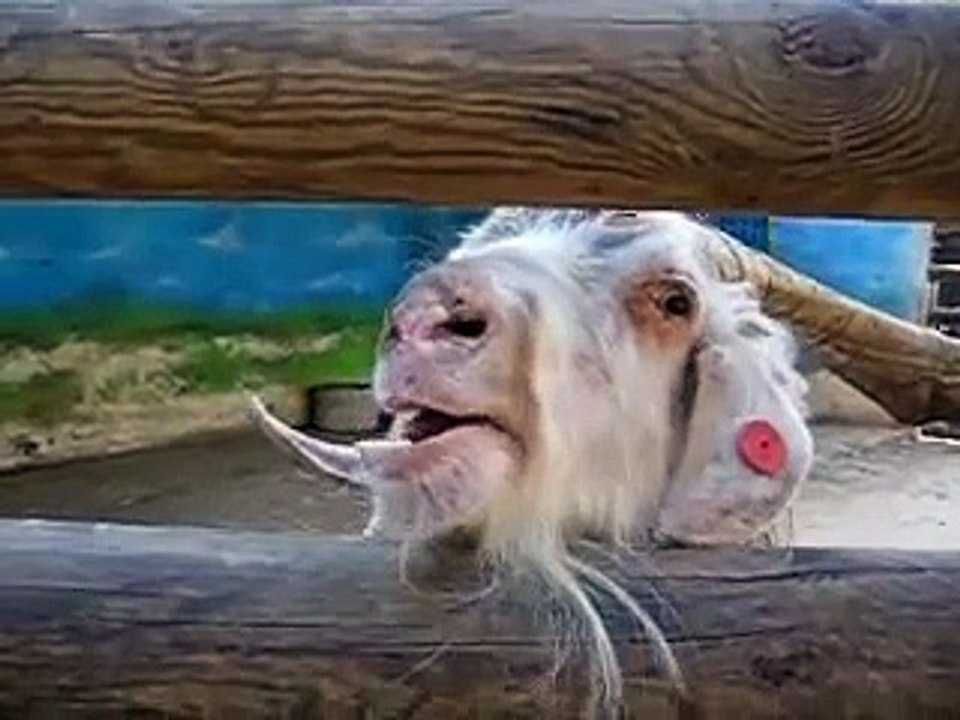 Funny Crazy Goat Video Dailymotion