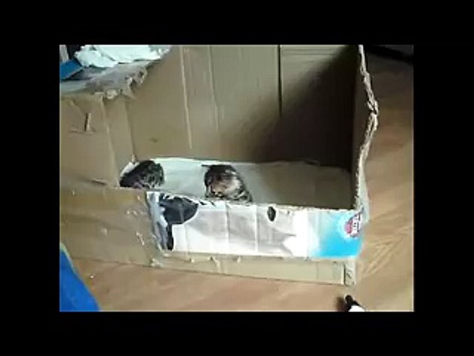 Dogs compilation_25